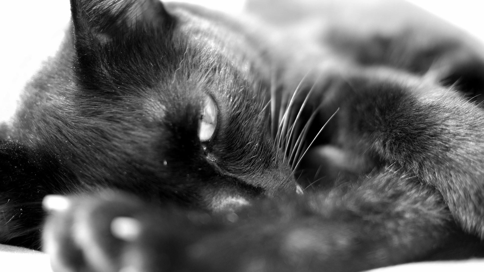 Сонный чёрный кот