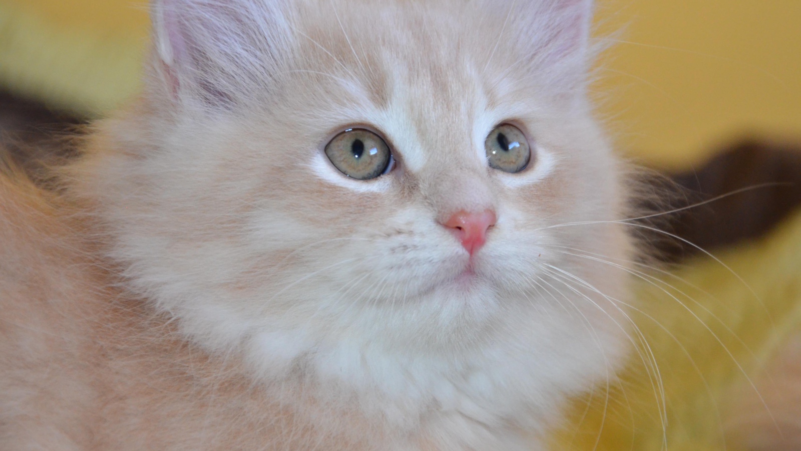 Маленький красивый сибирский кот крупным планом