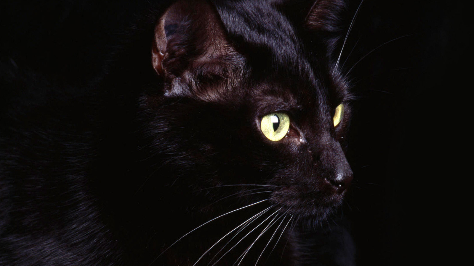 Маленький усатый чёрный кот на чёрном фоне