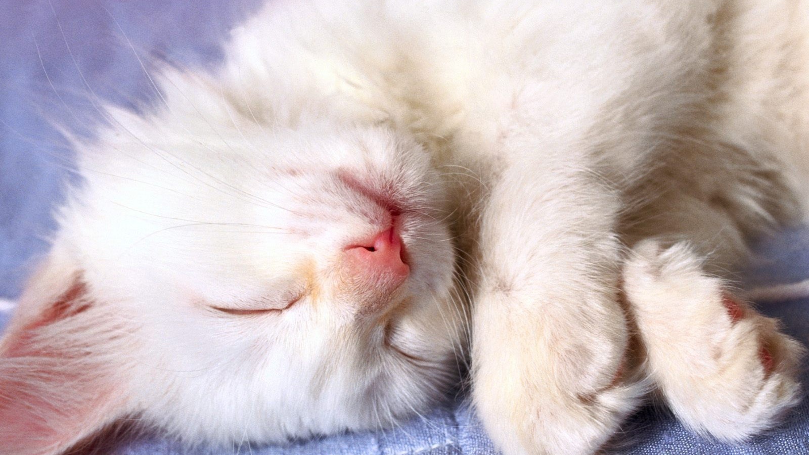 Маленький белый кот видит десятый сон