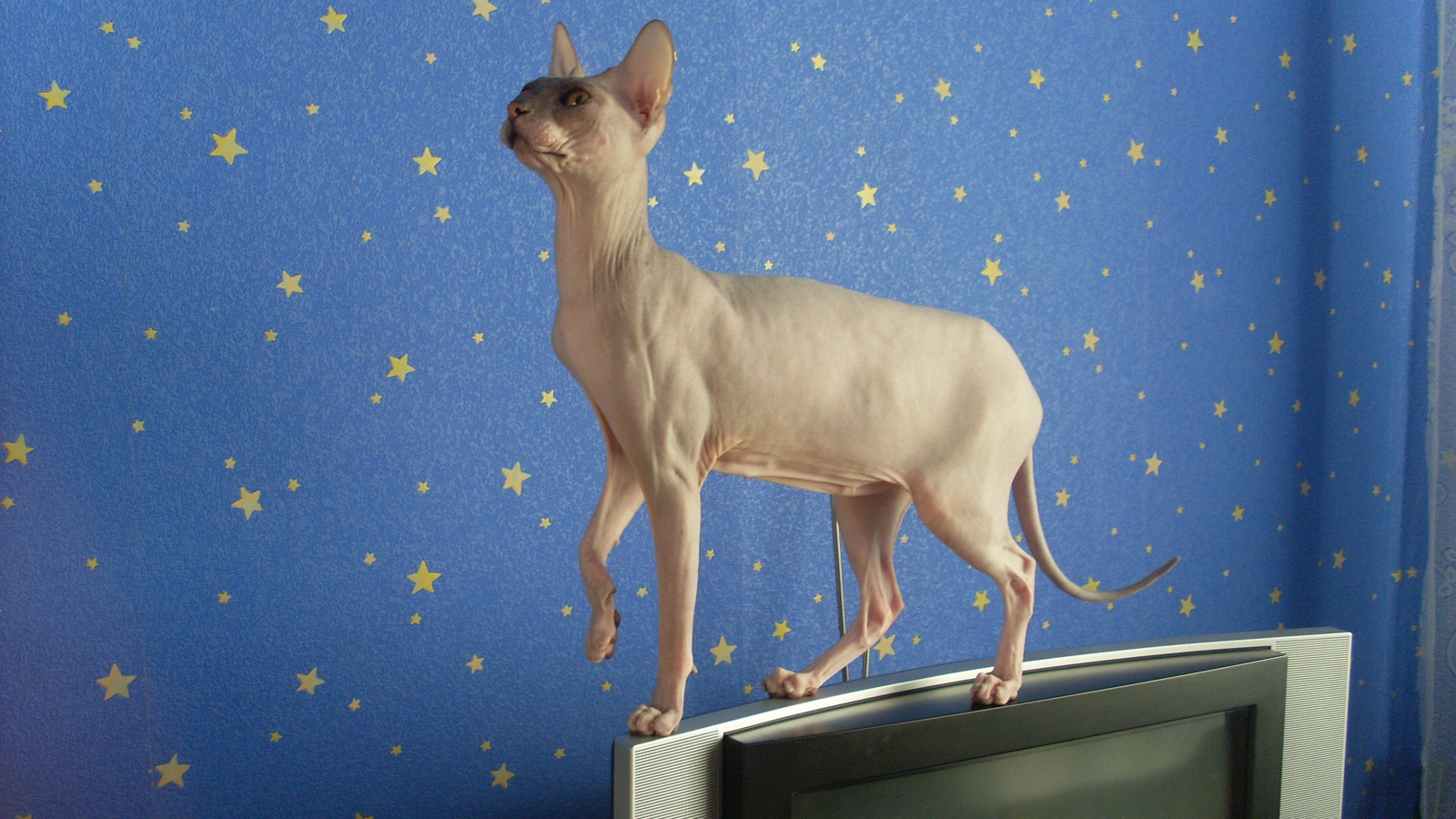 Кот сфинкс стоит на телевизоре