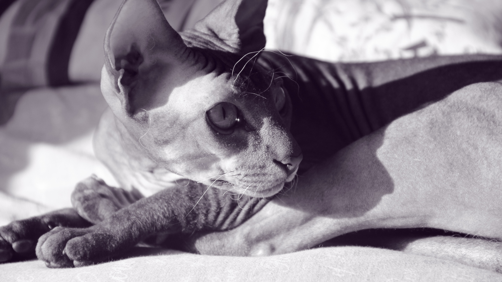 Кот сфинкс отдыхает