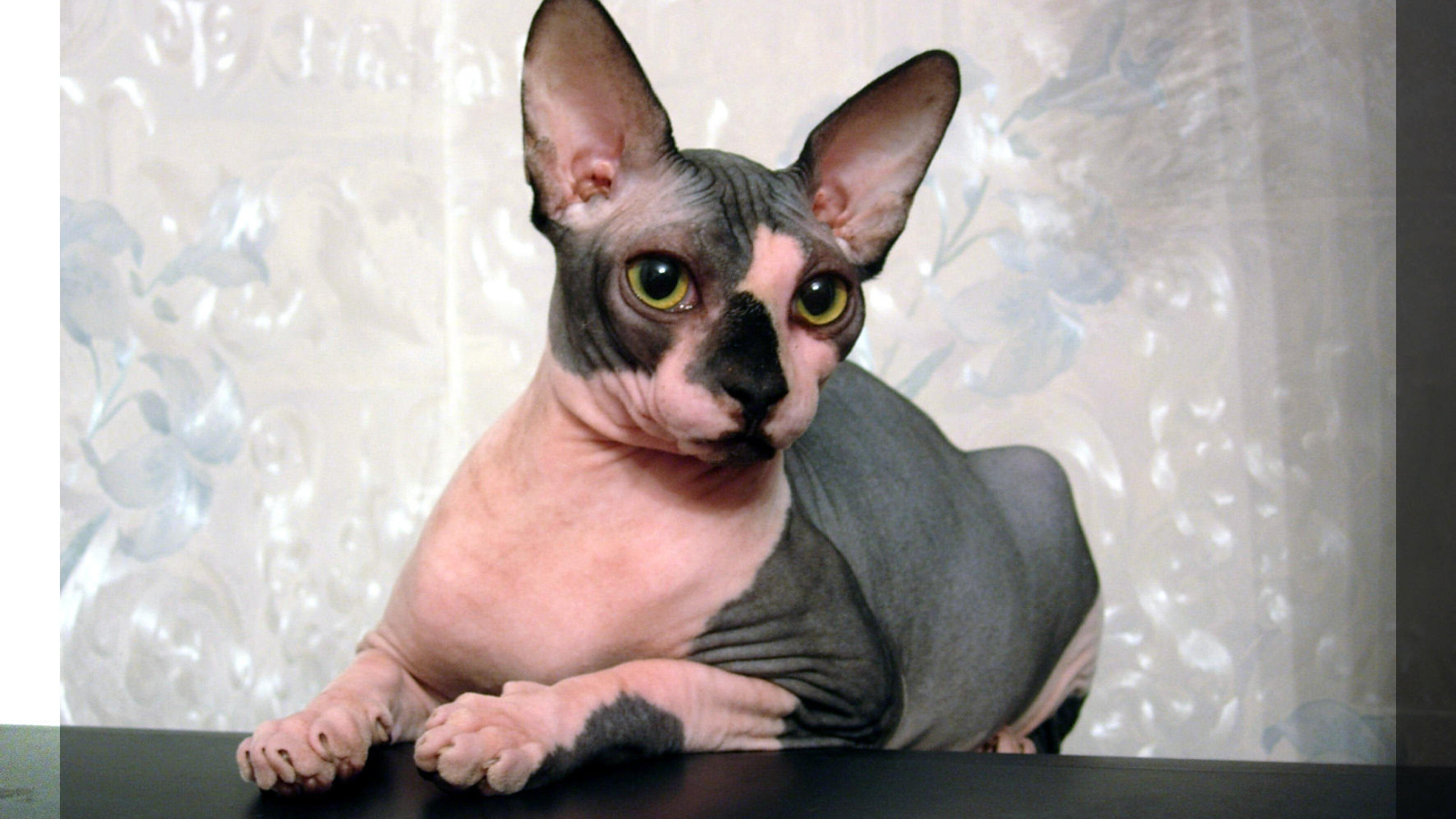 Кот сфинкс отдыхает на столе