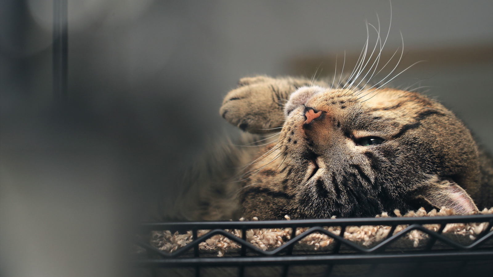 Полосатый кот нежится в постели