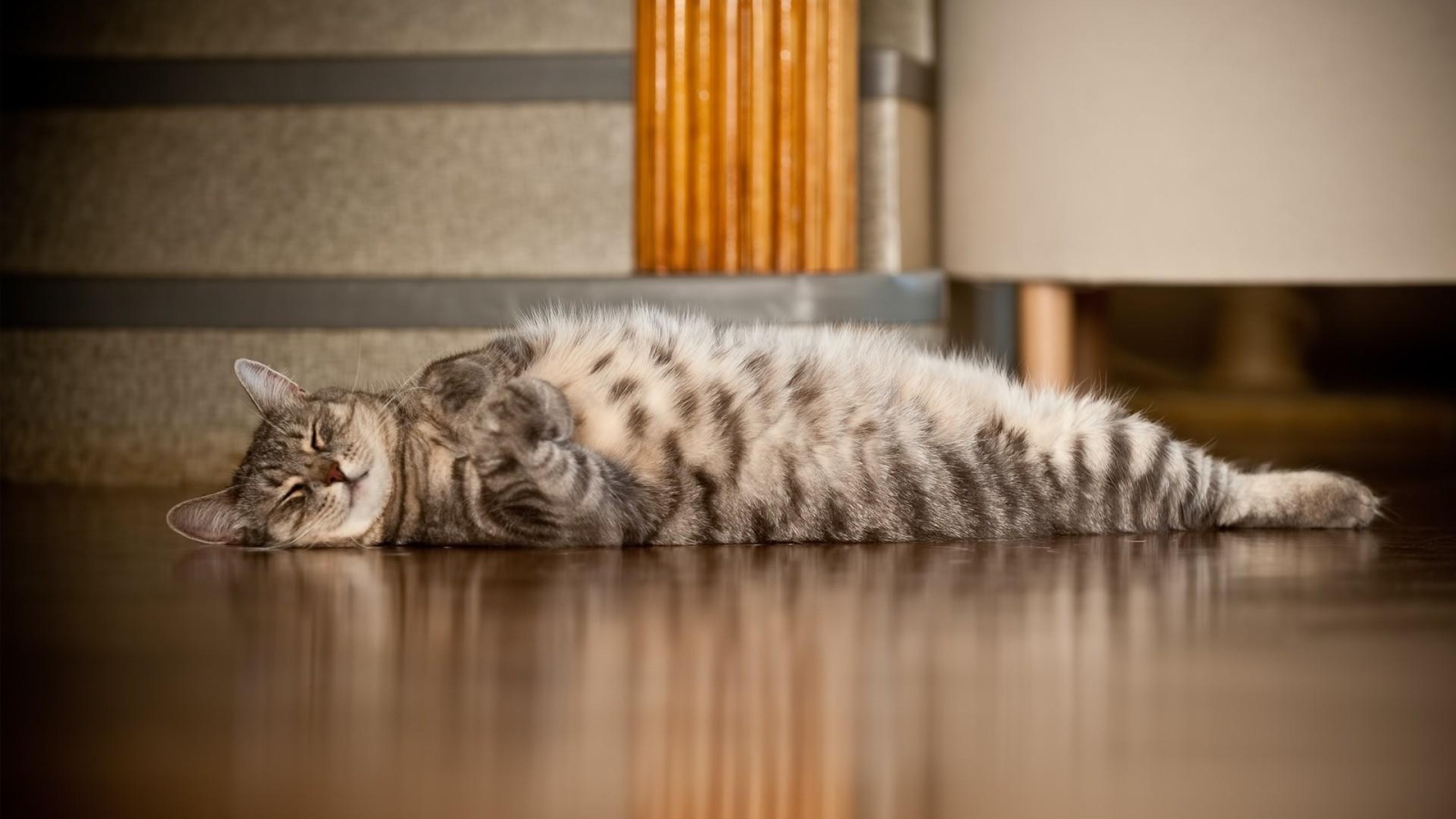 Полосатый кот развалился