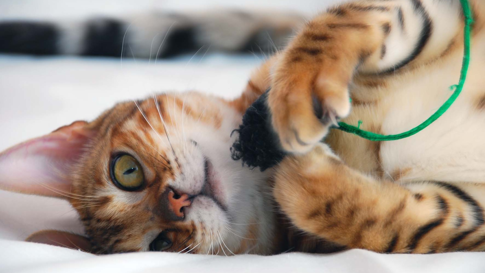 Бенгальский кот играется