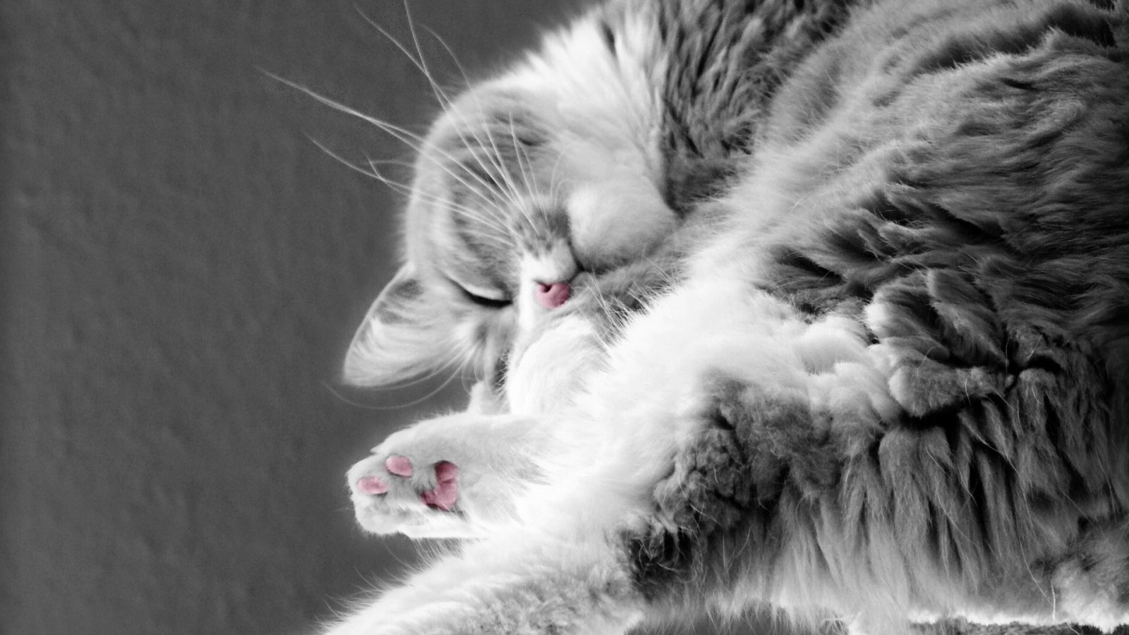 Кошка сладко спит