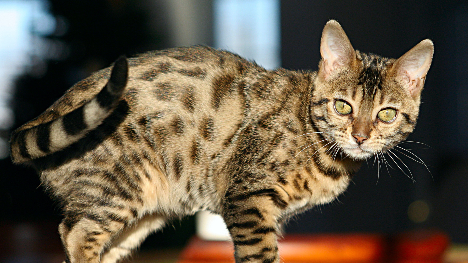 Молодой зеленоглазый бенгальский кот