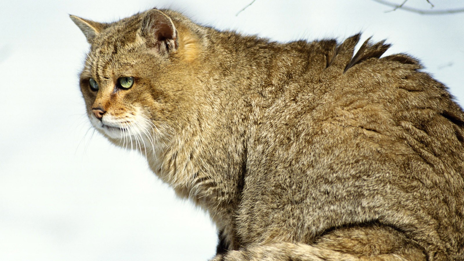 Толстый Мартовский кот