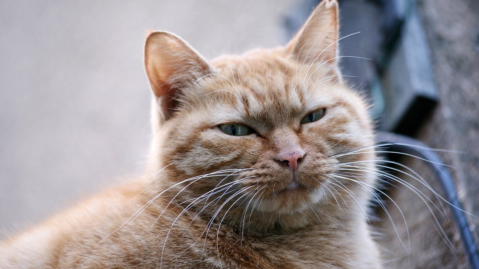 Толстый серый кот