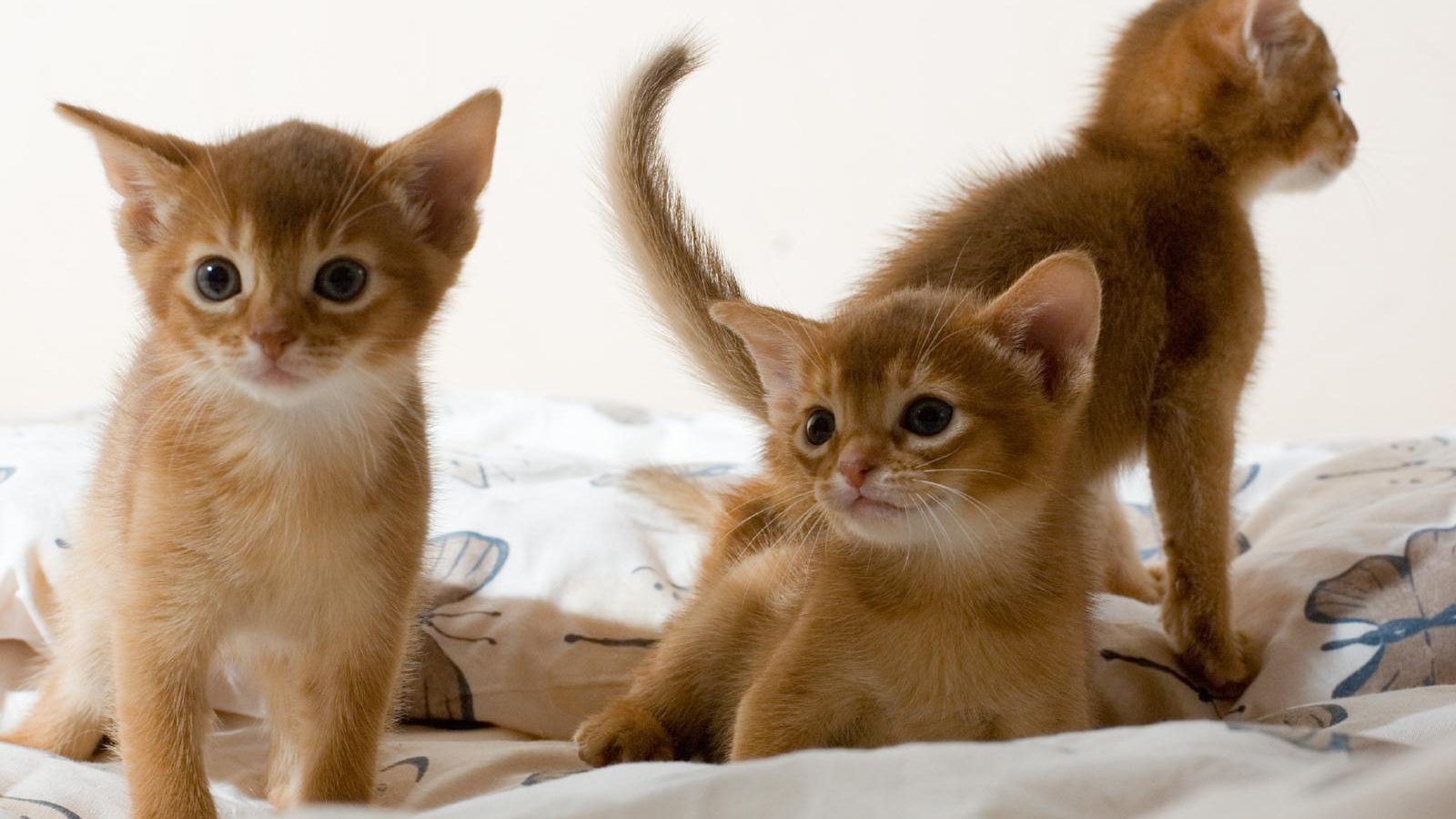 Три милых котенка