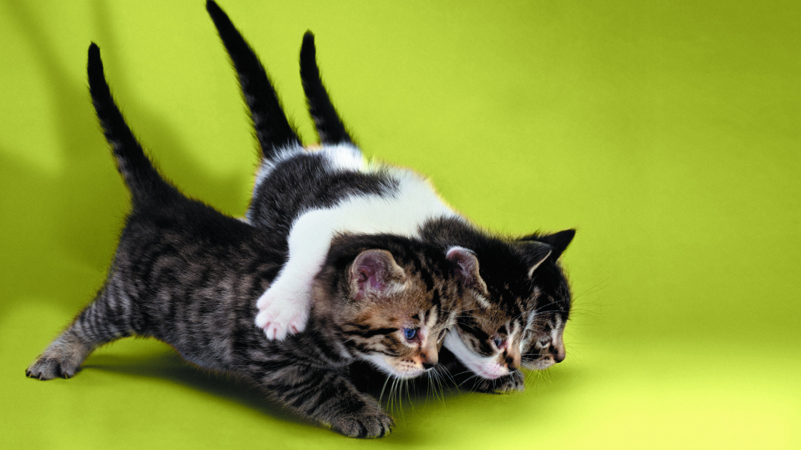 Два котёнка тащат третьего