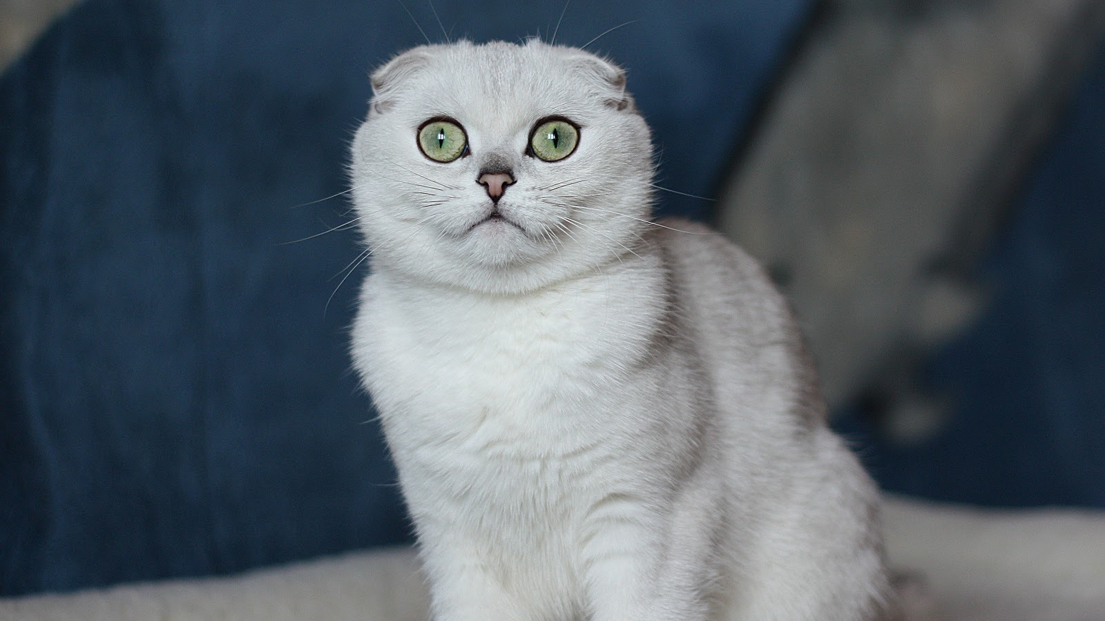 Белый шотландский вислоухий кот с зелёными глазами