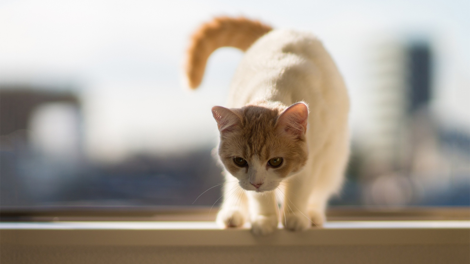 Бело-рыжий кот собирается прыгать