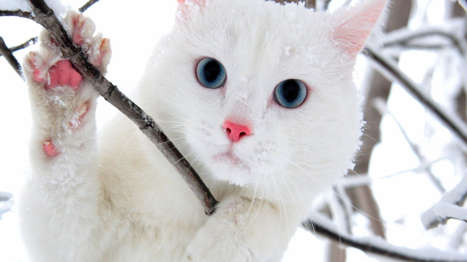 Белый голубоглазый кот в кустах