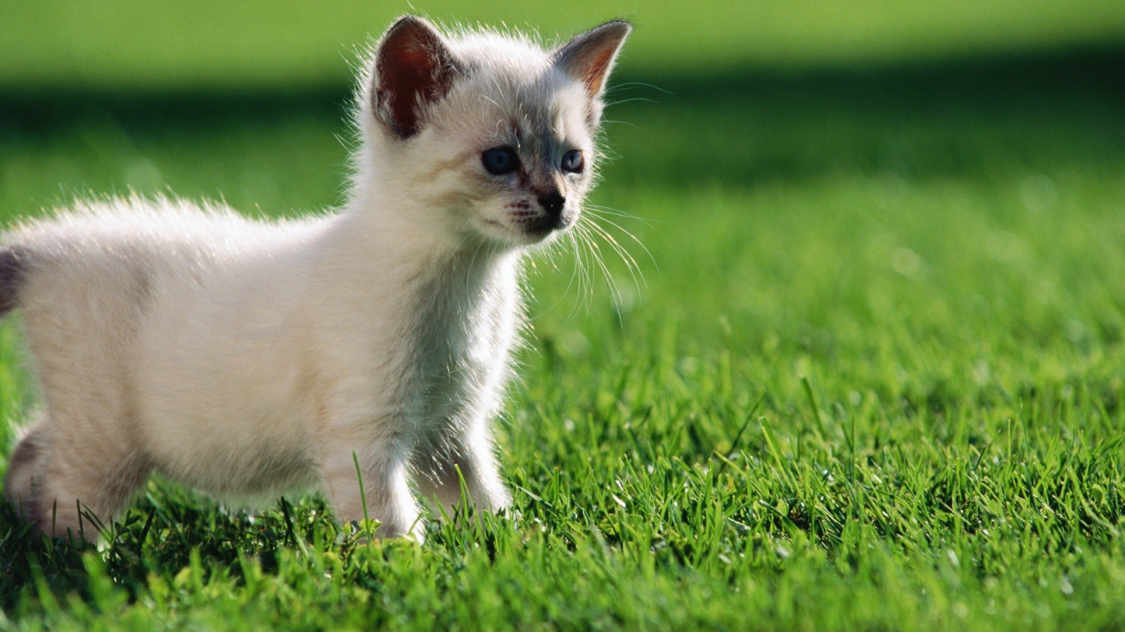 Белый котенок гуляет по газону