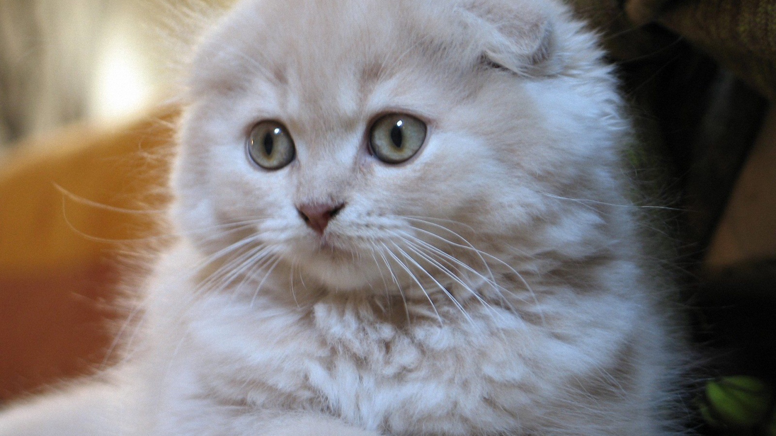 Белый маленький шотландский вислоухий кот