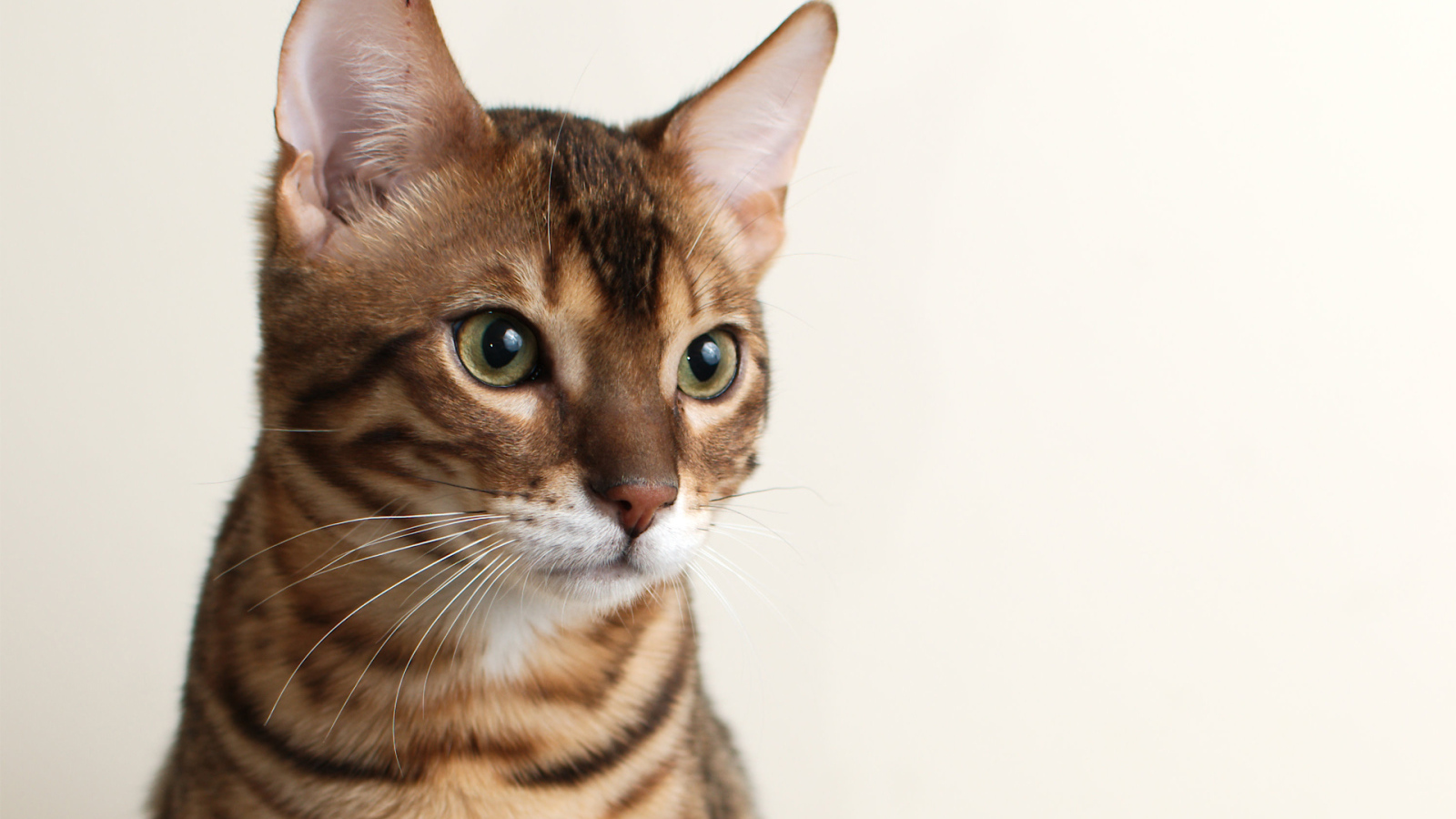 Молодой бенгальский кот на белом фоне