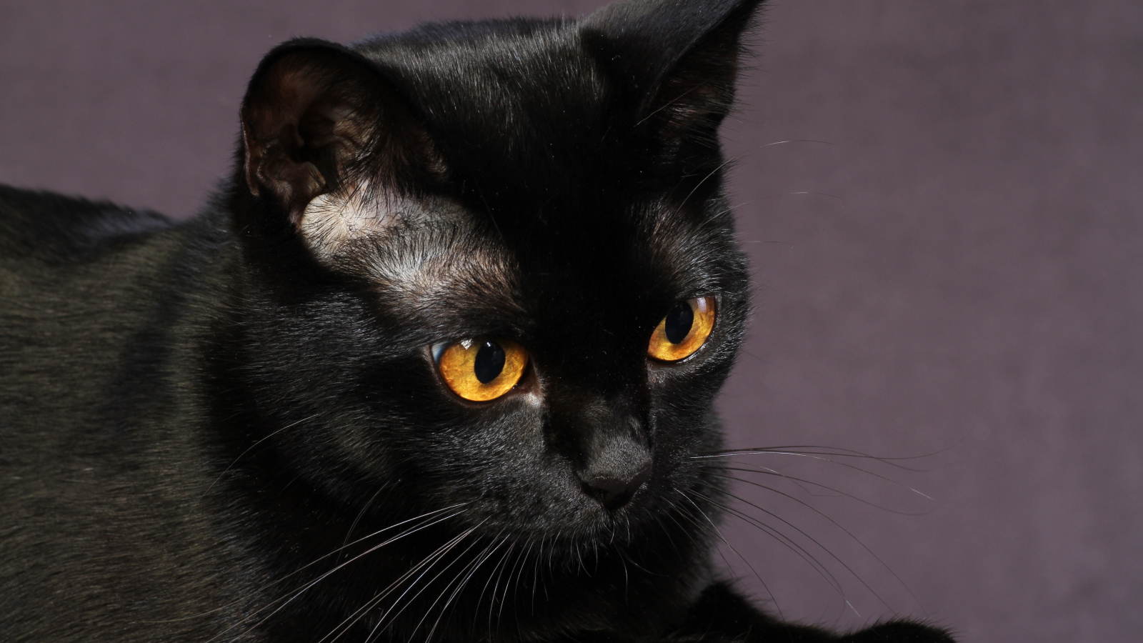 Young black cat on a purple background