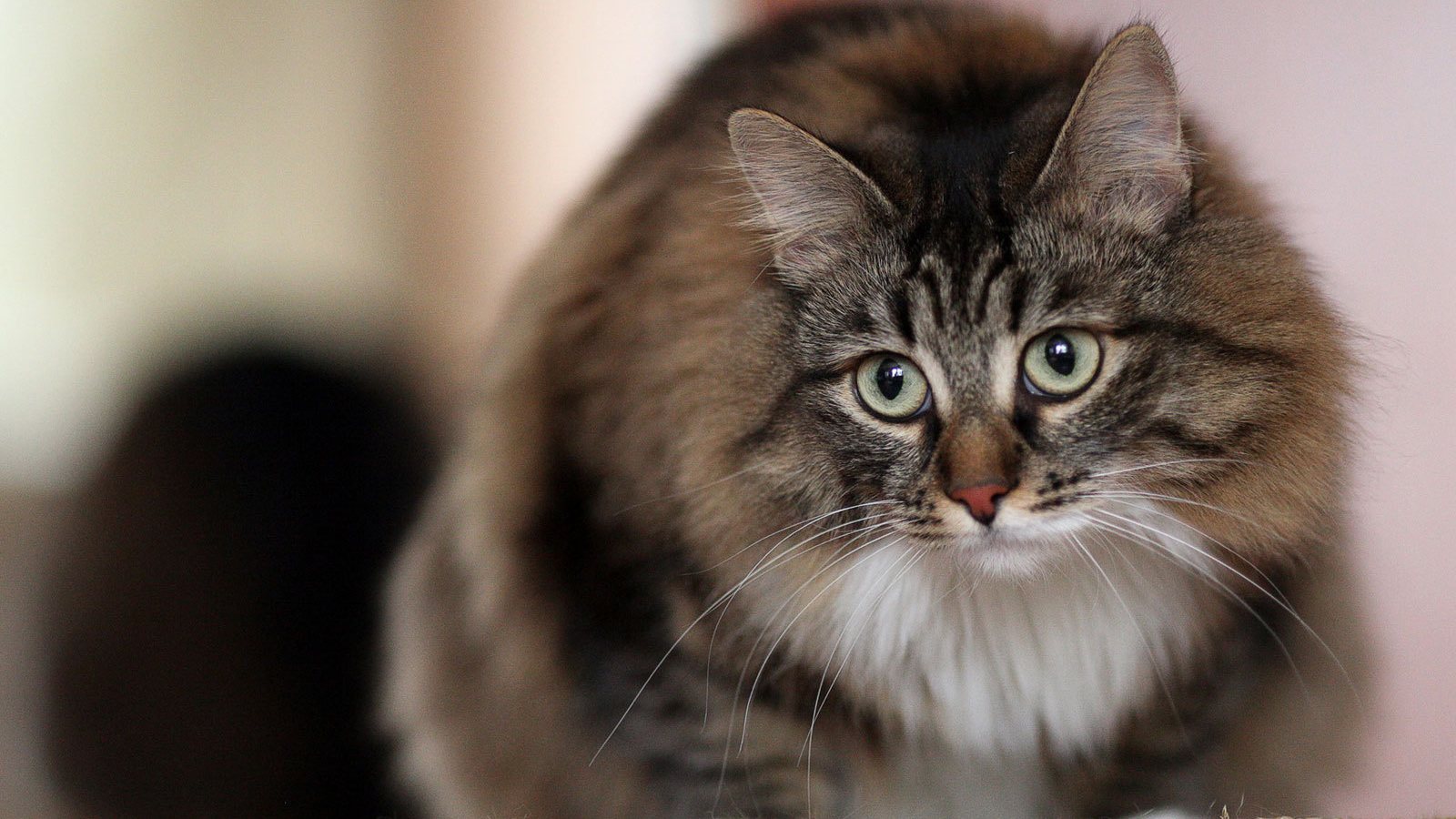 Красивый сибирский кот на кого-то смотрит