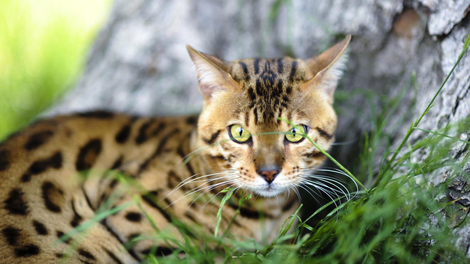 Бенгальский кот возле дерева