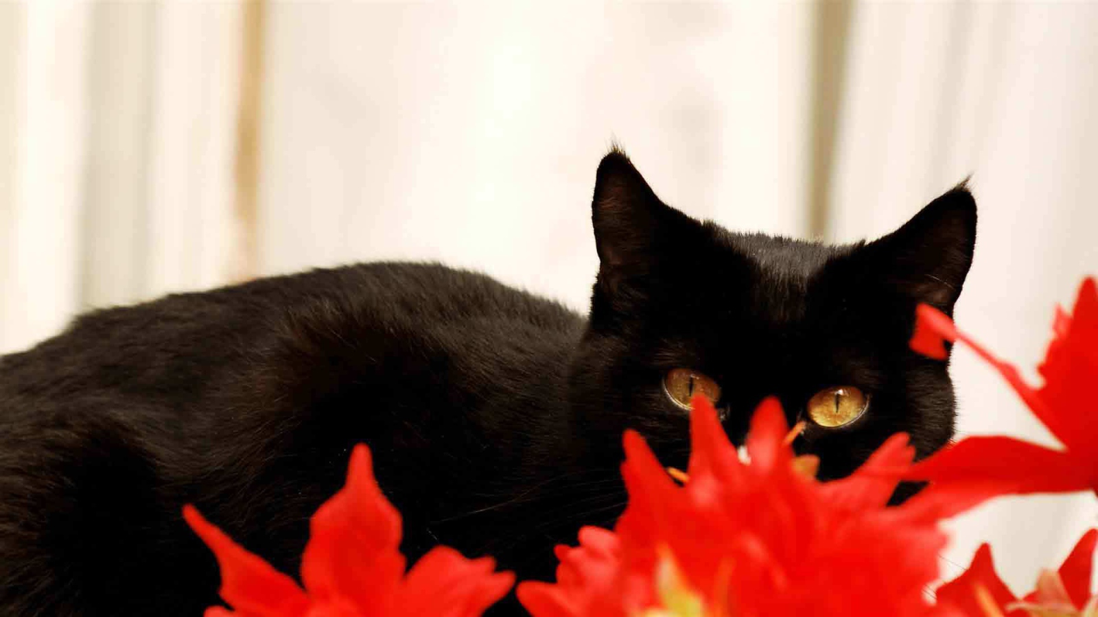 Чёрный кот спрятался за красным растением