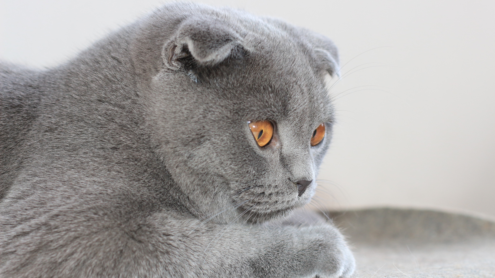 Милый серый шотландский вислоухий кот с карими глазами