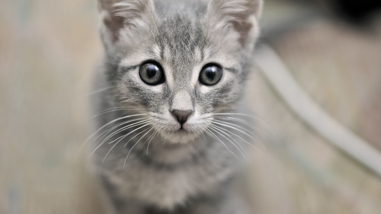 Серый милый кот с серыми глазами