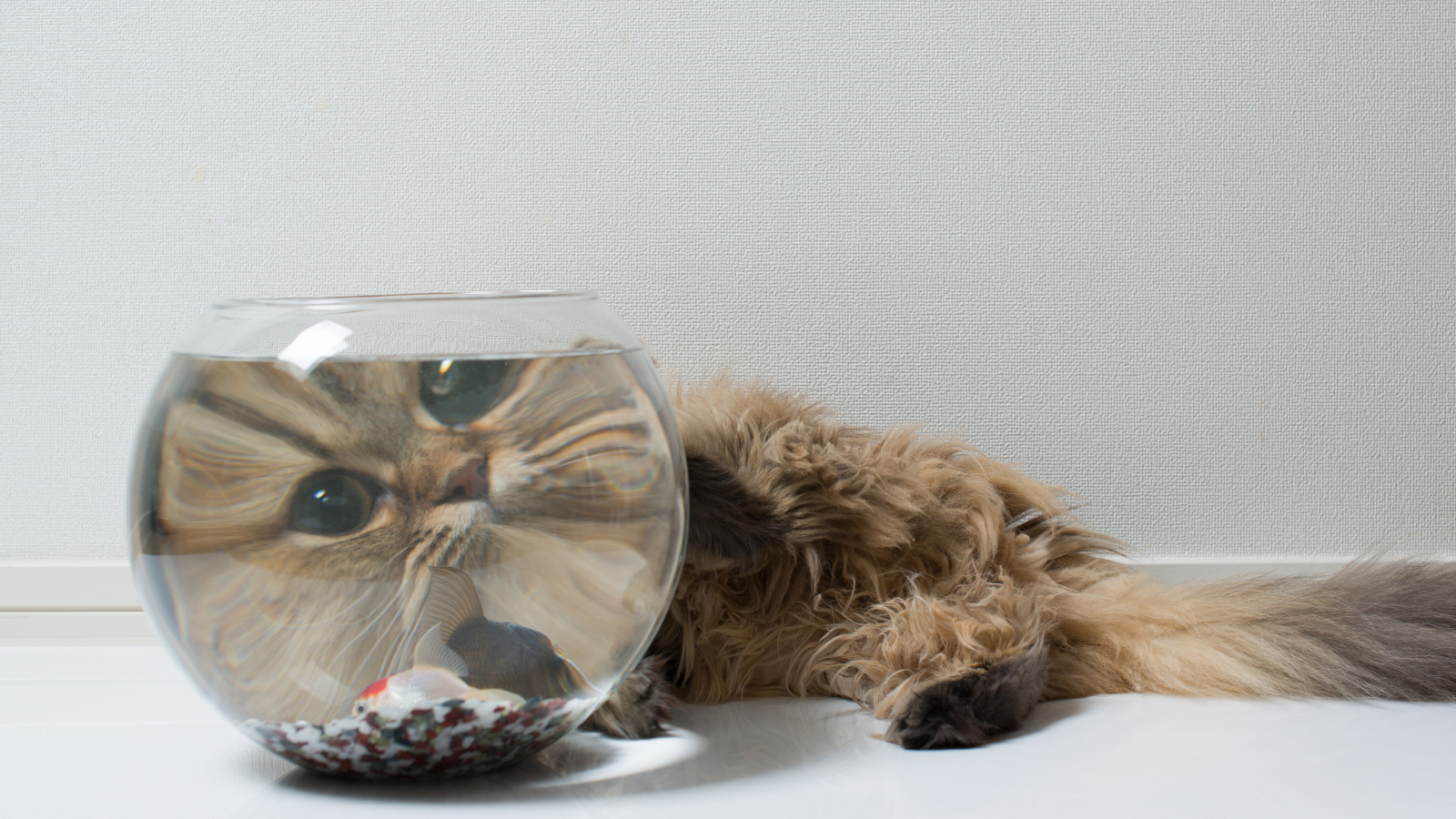 Пушистый кот и рыбка, знакомство