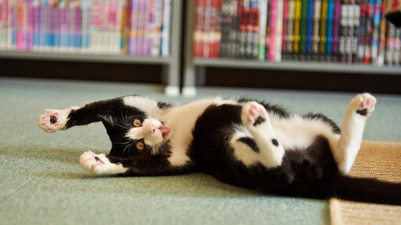 Смешной черно-белый кот валяется на полу