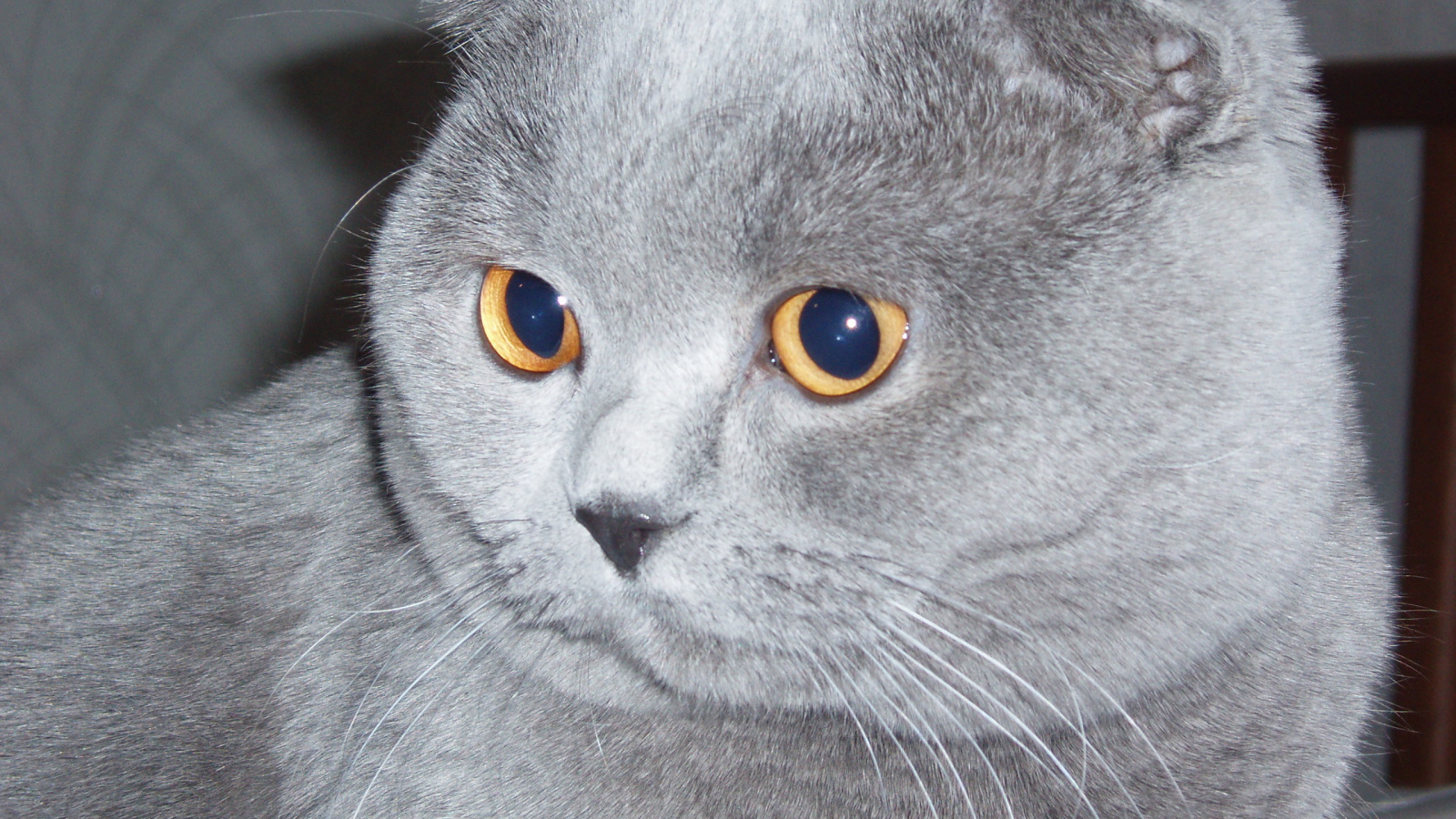 Серый шотландский вислоухий кот