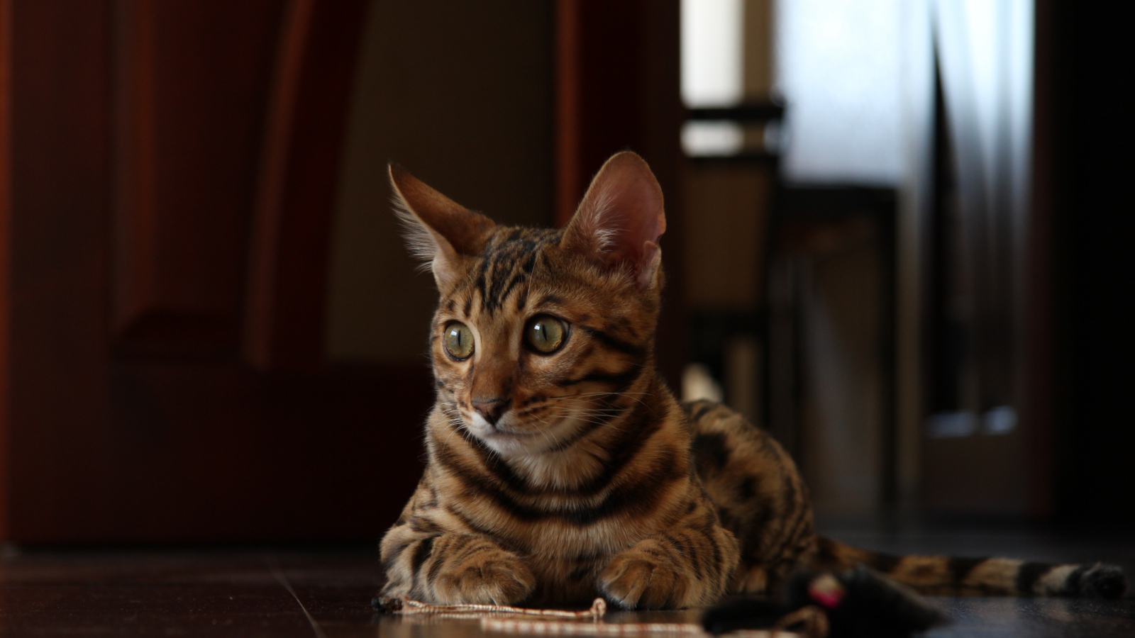 Маленький бенгальский кот лежит на полу