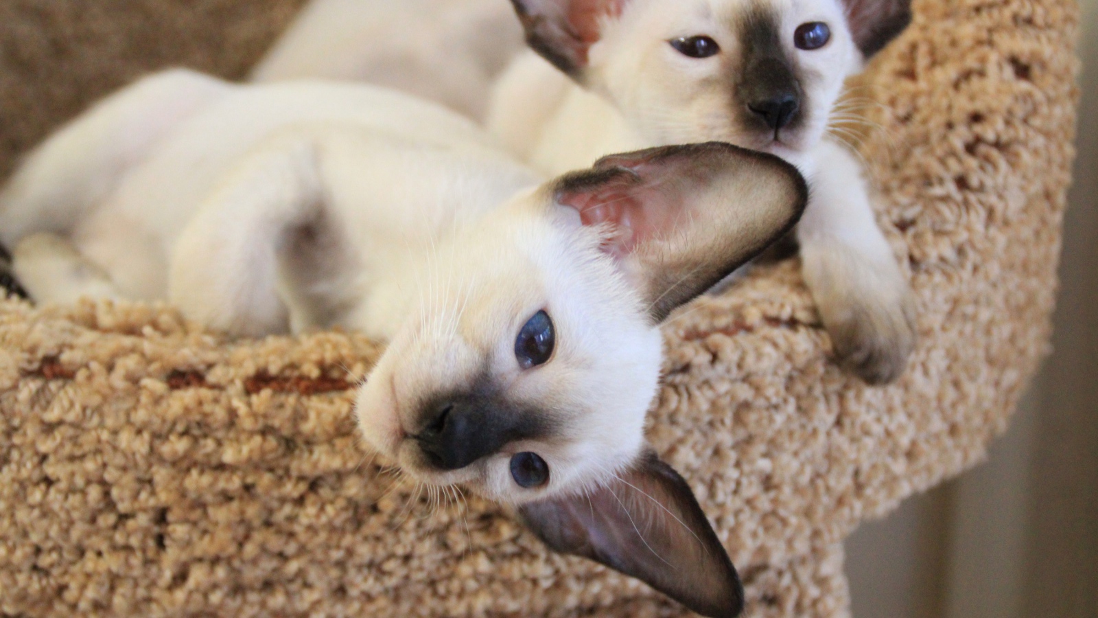 Маленькие сиамские коты отдыхают