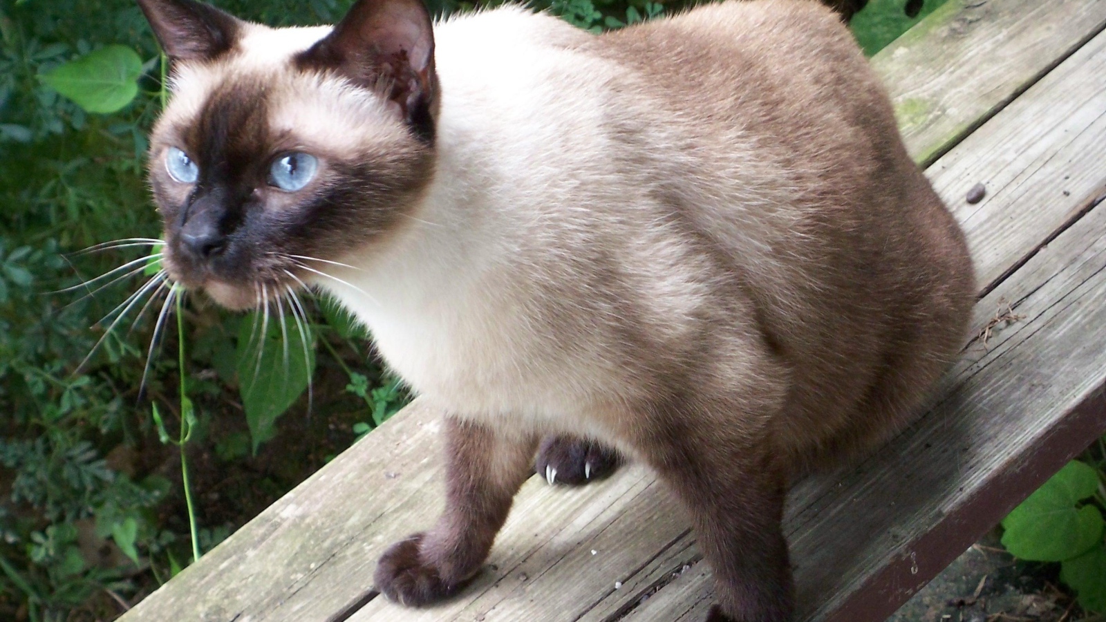 Сиамский кот сидит на скамейке