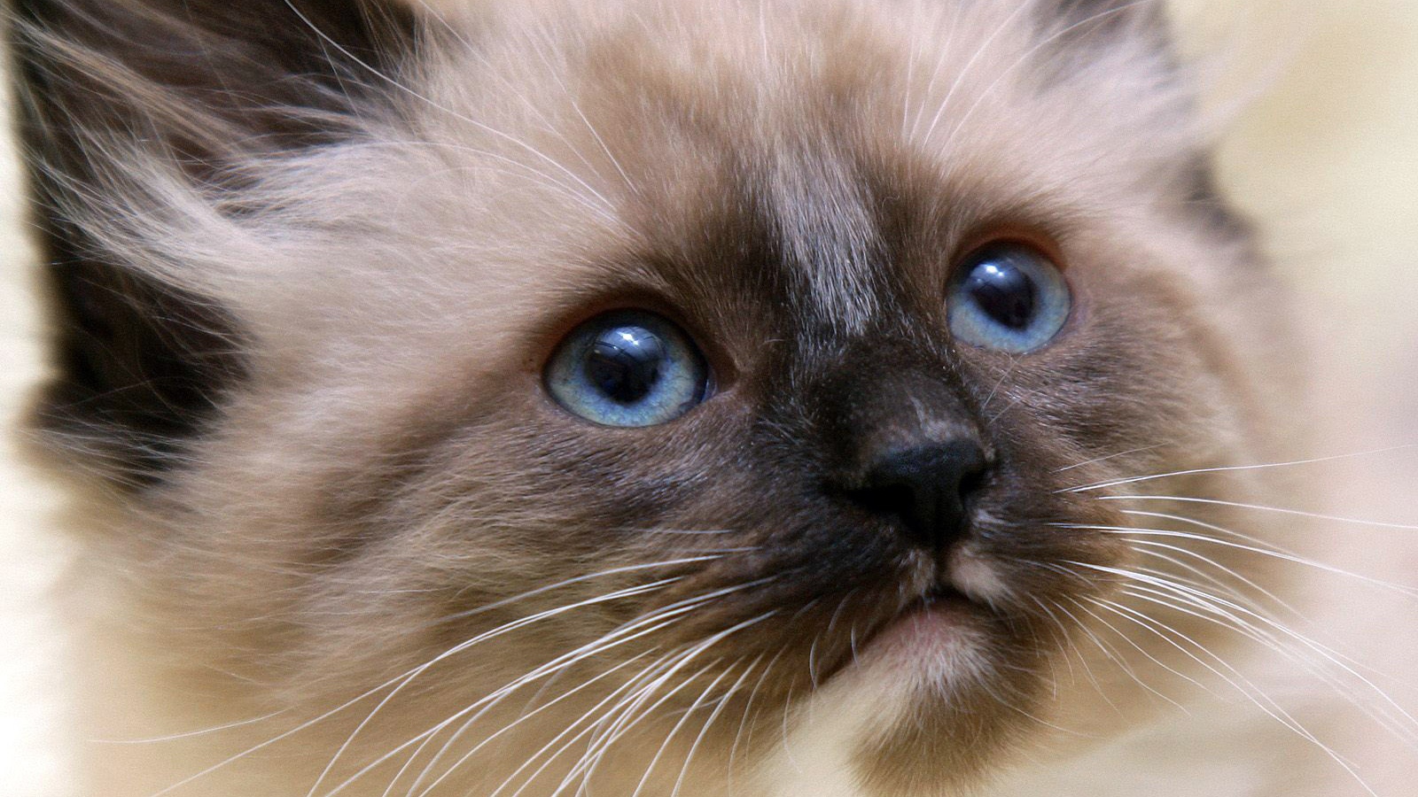 Маленький красивый сиамский кот ближним планом