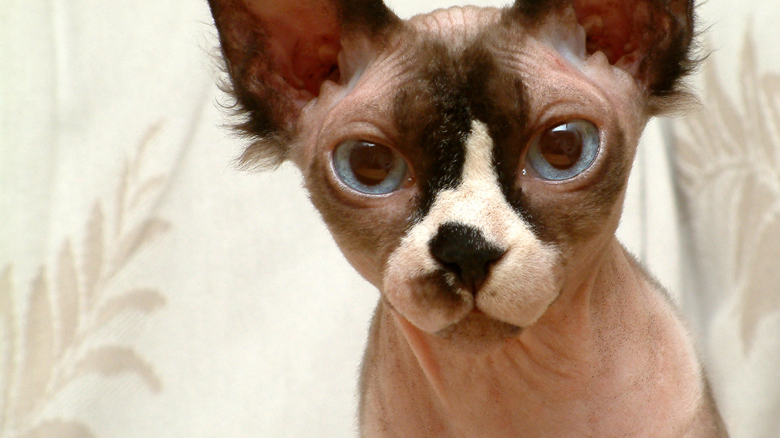 Кот сфинкс крупным планом