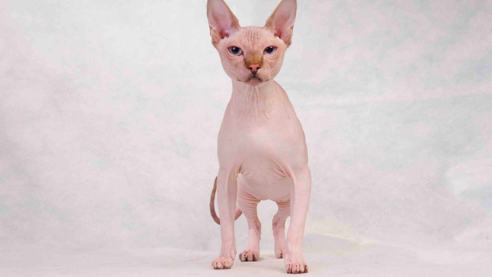 Кот сфинкс с голубыми глазами позирует на белом фоне