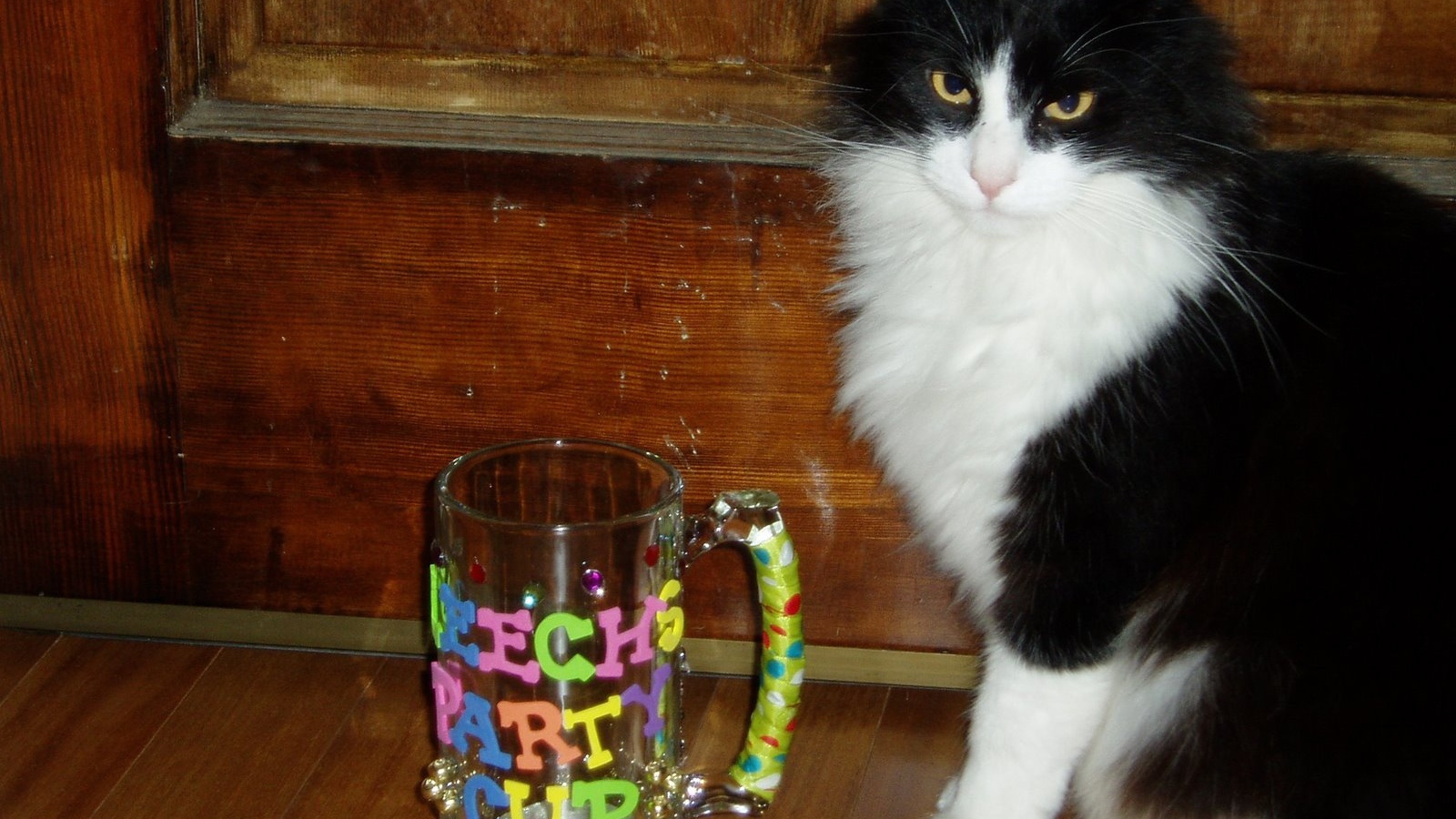 Черно белый кот у кружки