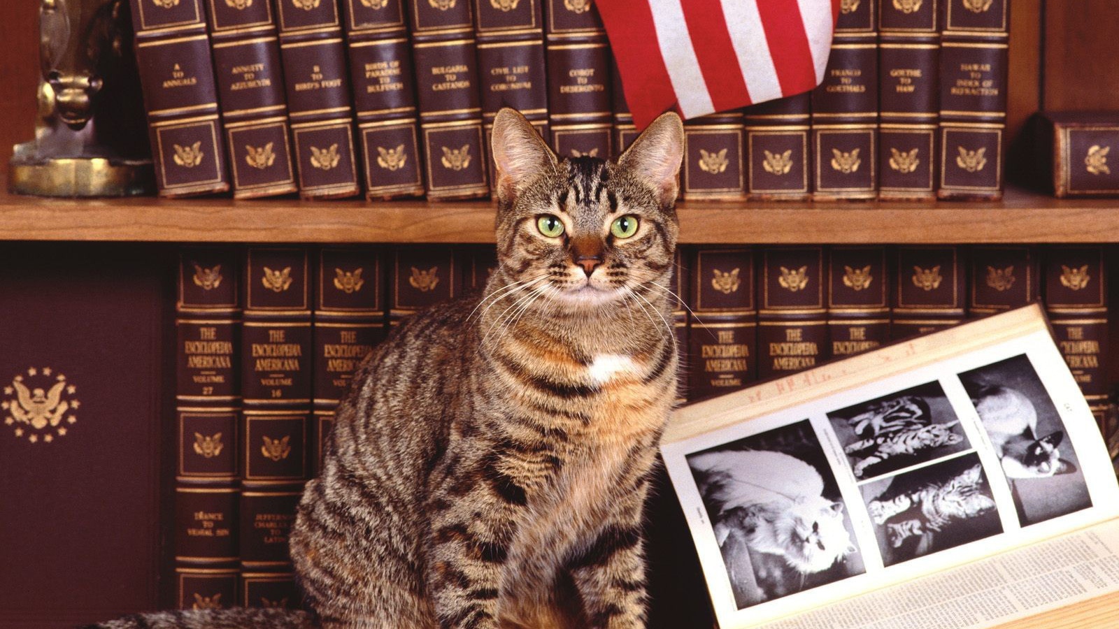 Кошка у книги про котов