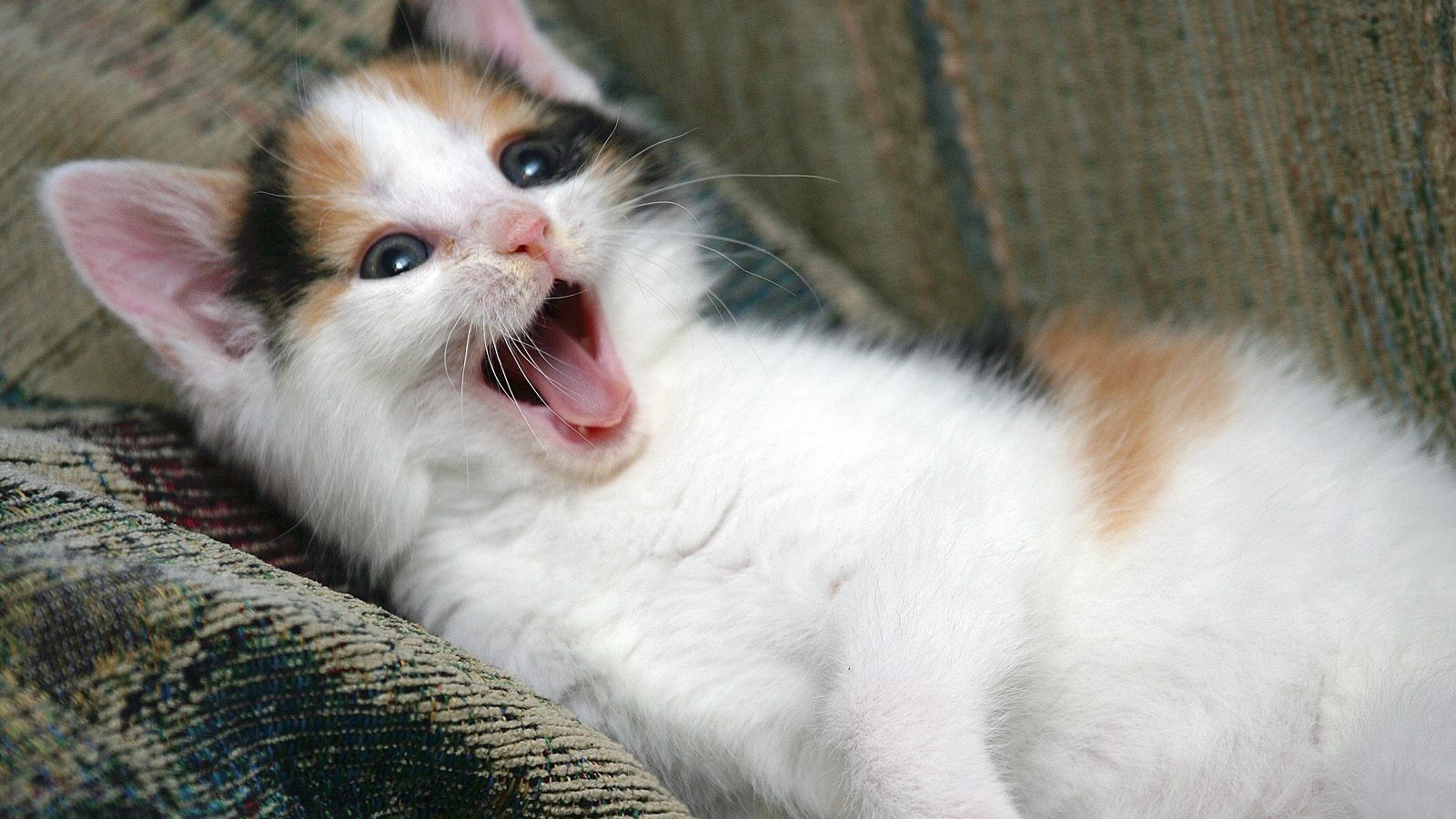 Котенок зовет маму