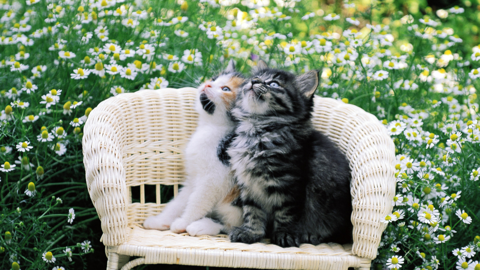 Котята на стуле в цветах