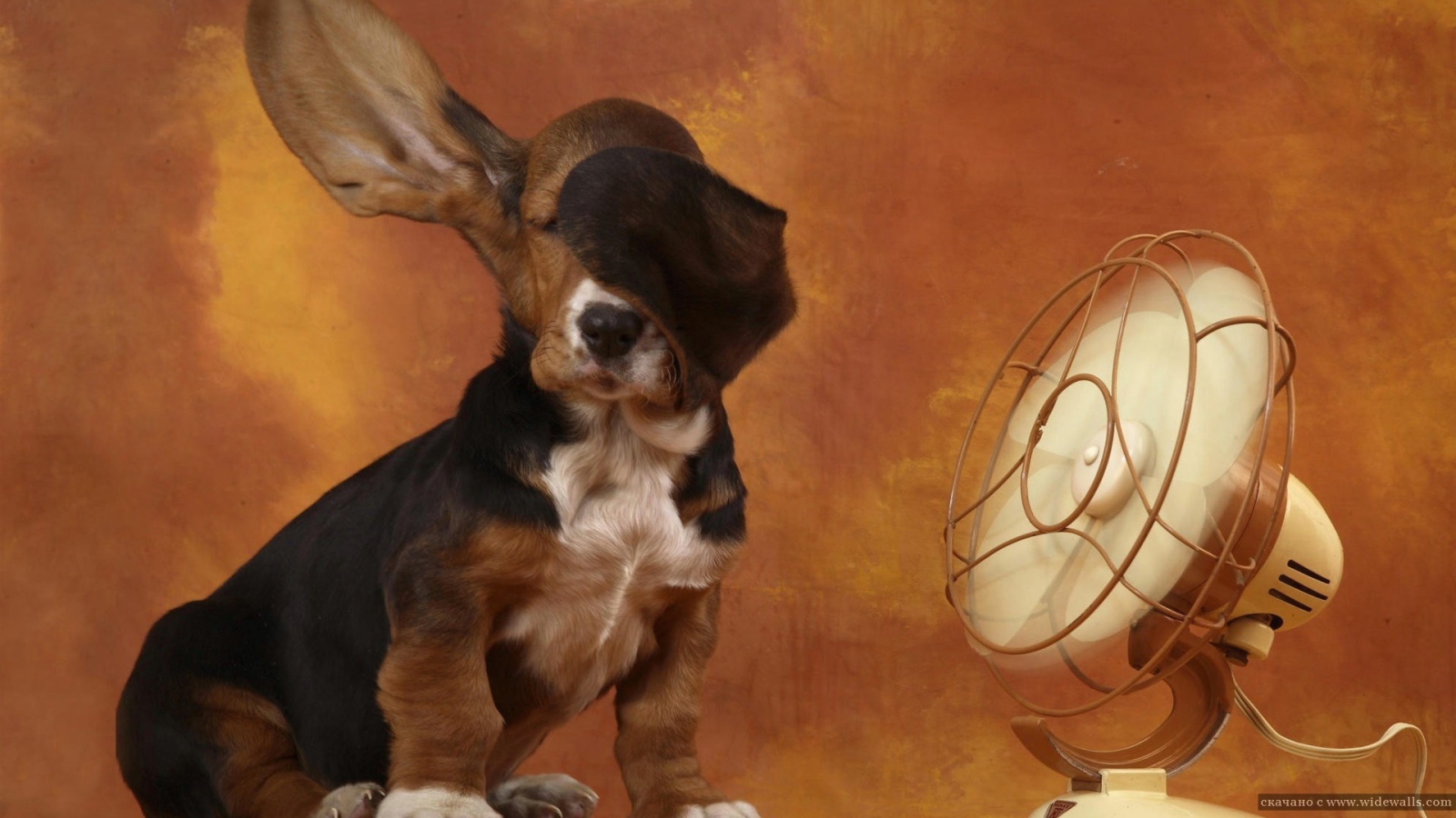 Бассет-хаунд и вентилятор