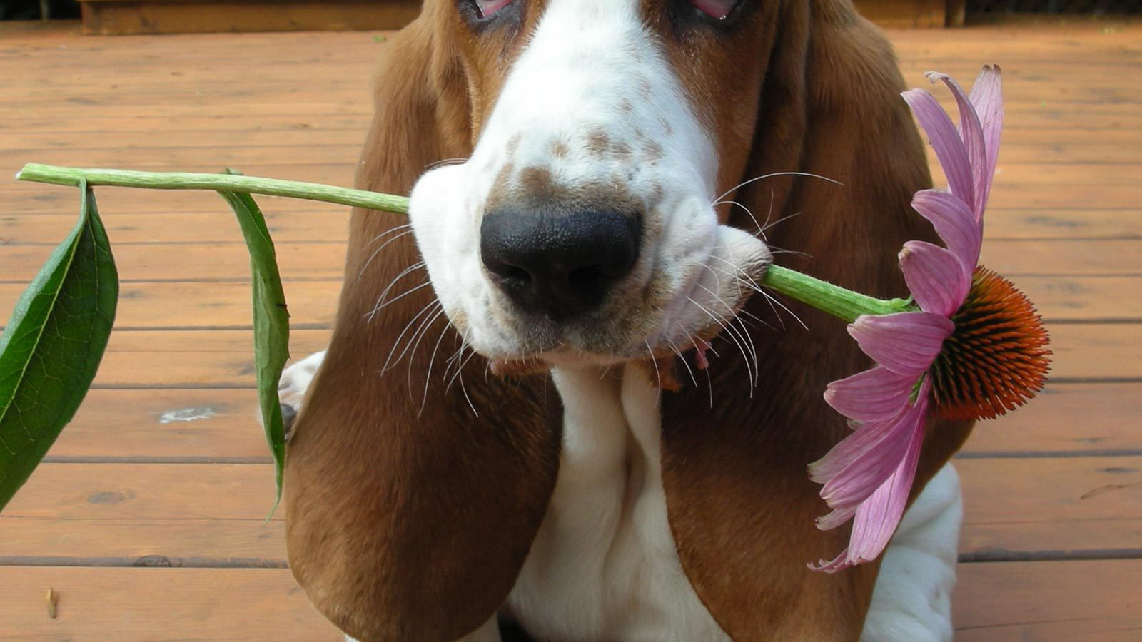 Бассет-хаунд дарит цветок
