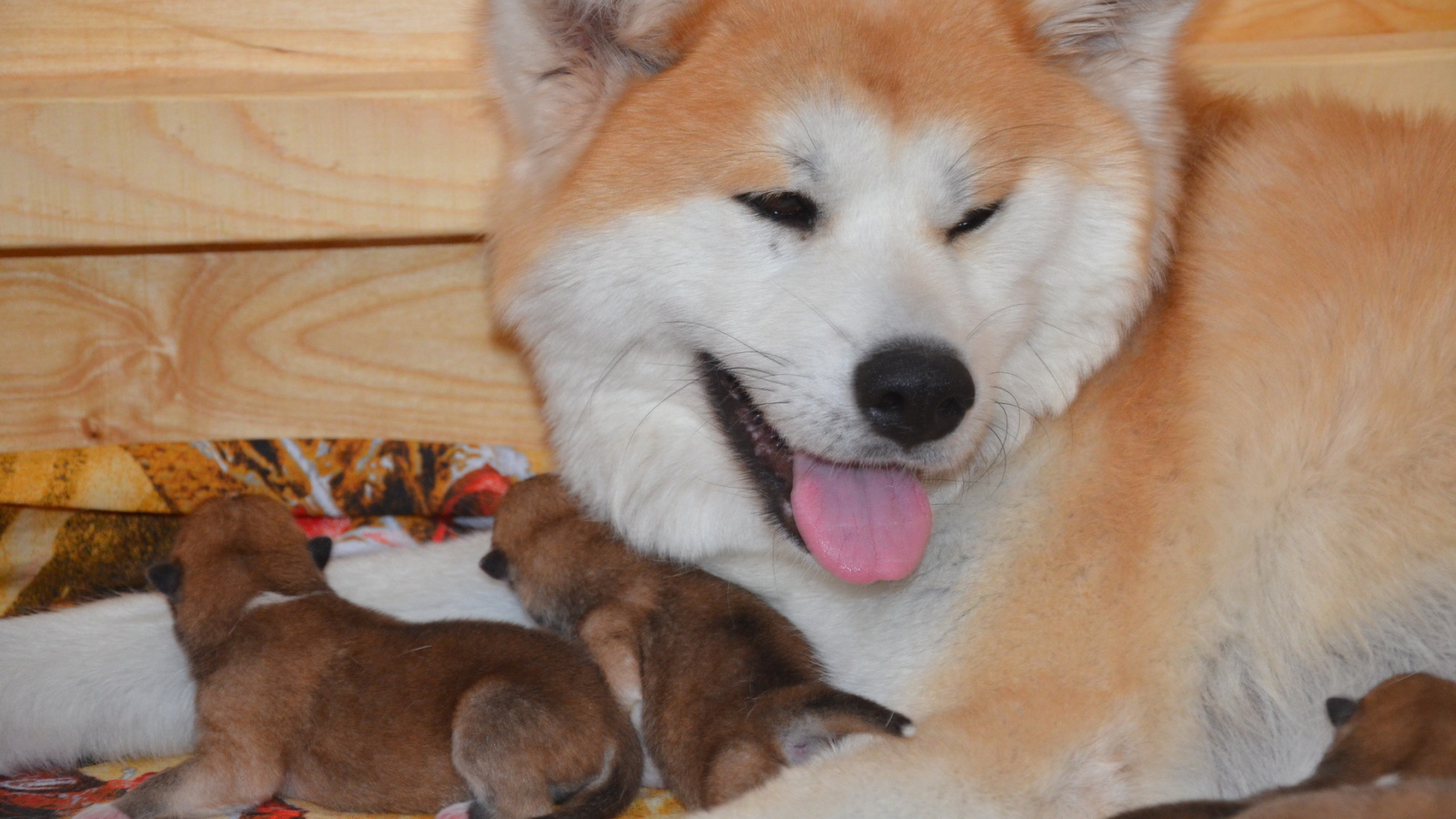 Взрослая акита-ину и её щенки