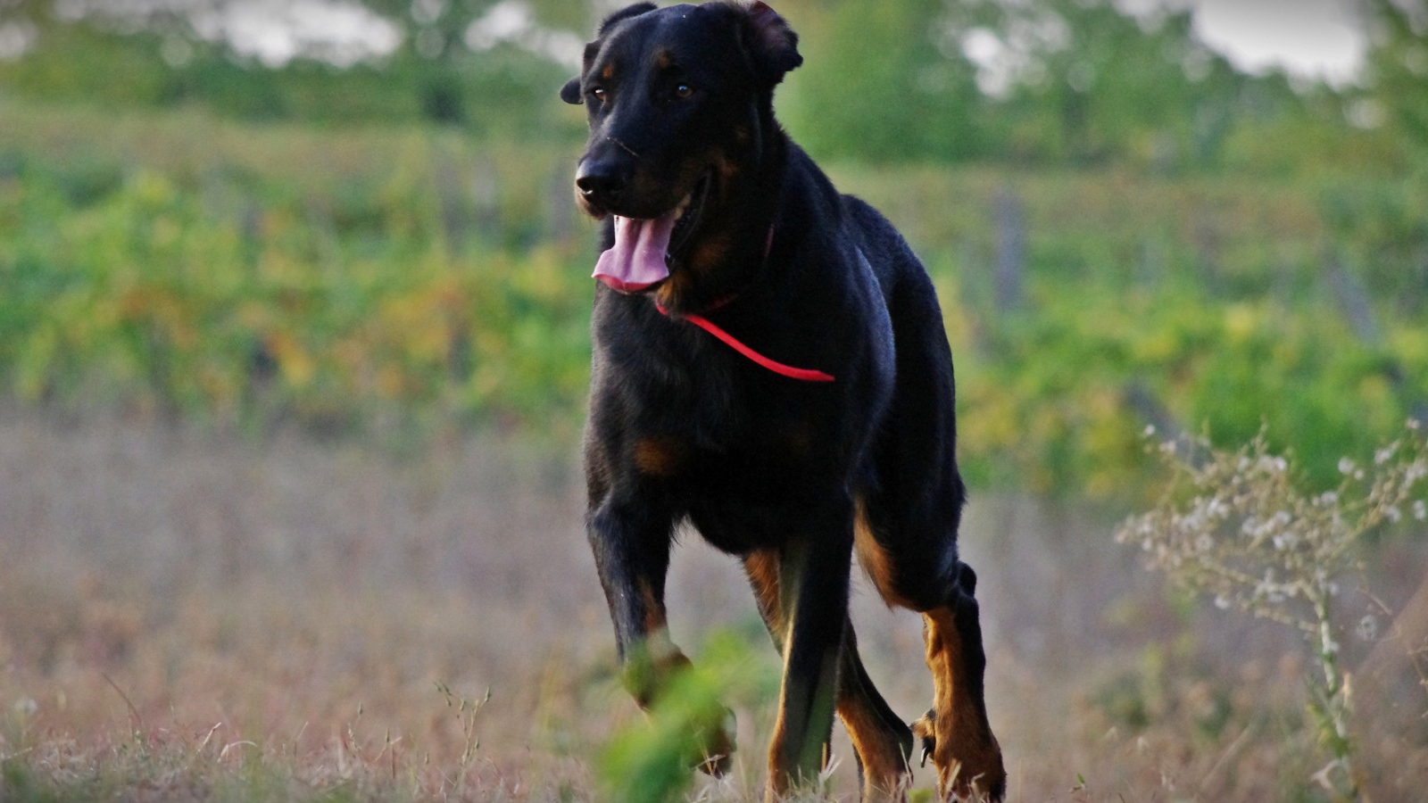 Взрослый босерон  идёт по полю