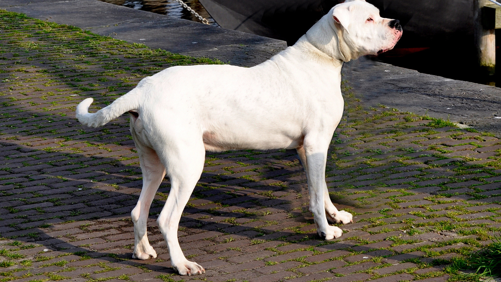 Взрослый аргентинский дог