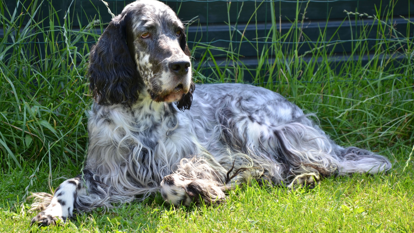 Взрослый английский сеттер