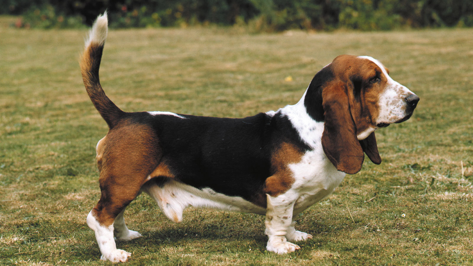 Взрослый бассет-хаунд на прогулке