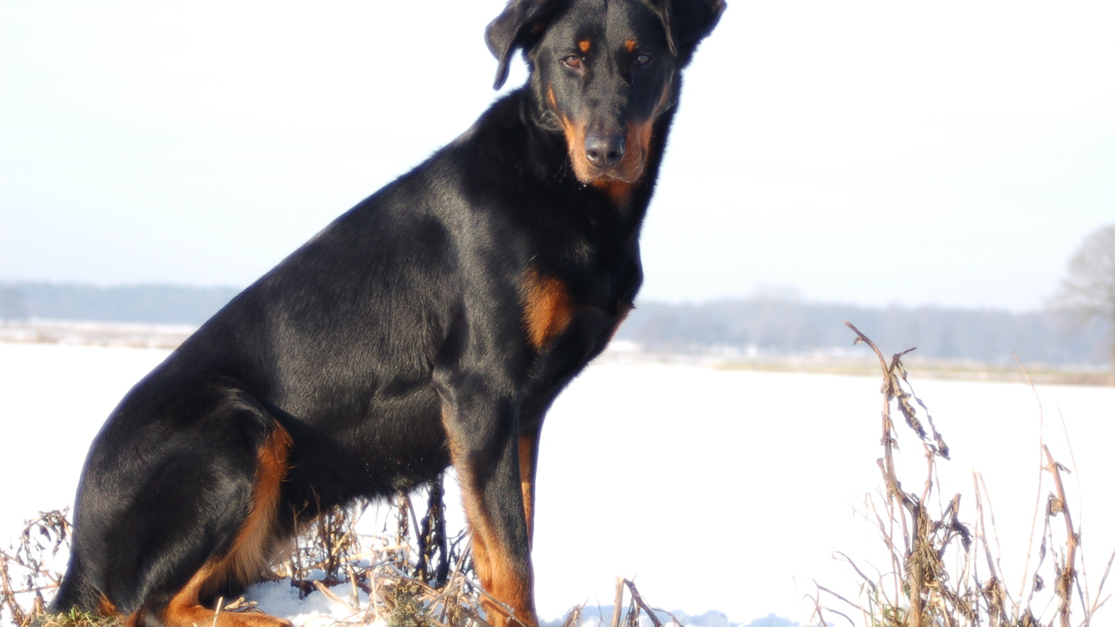 Взрослый красивый босерон сидит на снегу