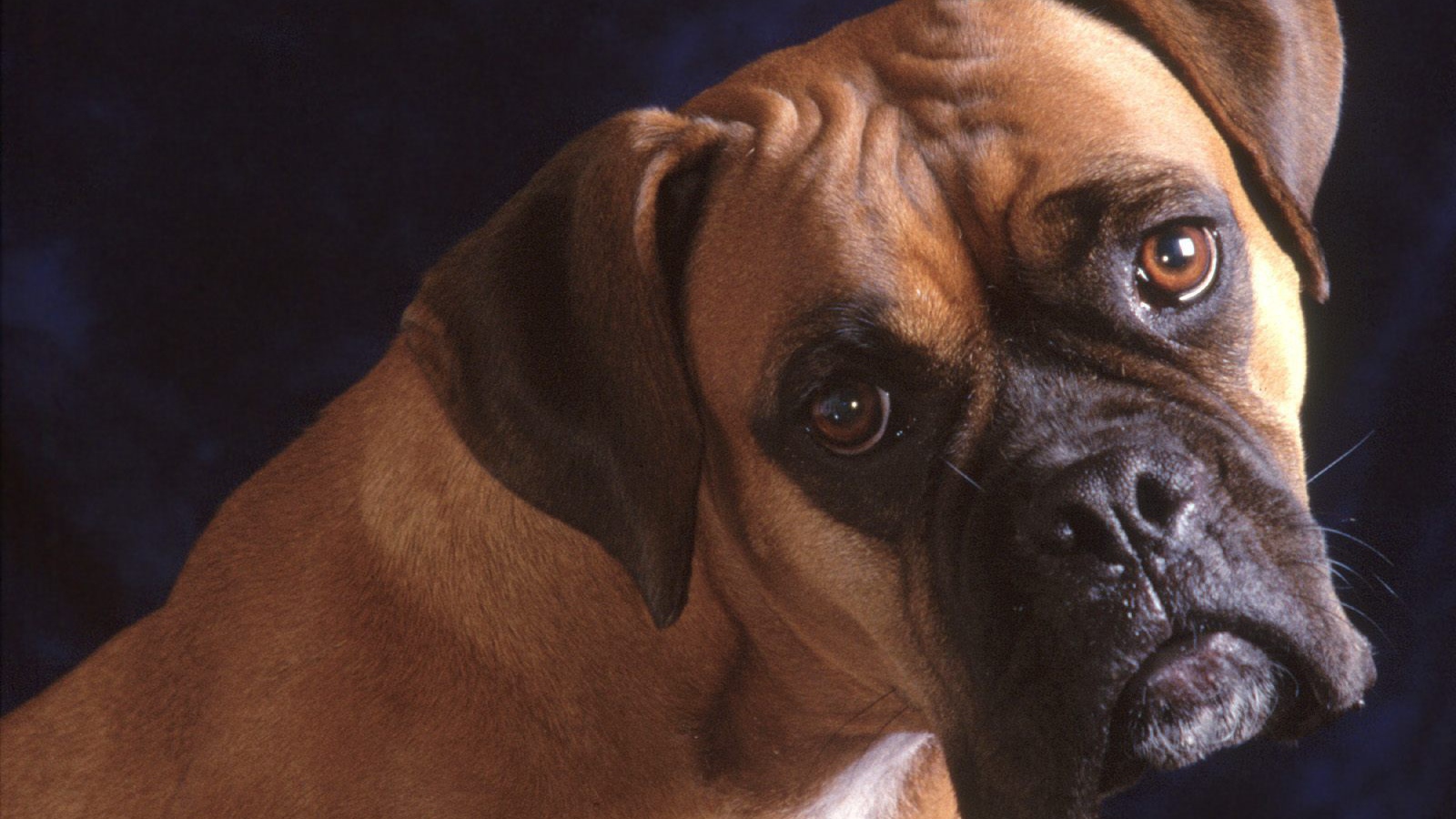 Взрослый боксёр на синем фоне